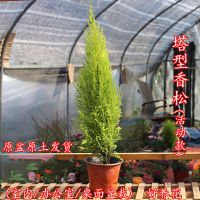 棒棒糖球形香松金冠柏香冠柏窗台庭院室内高档盆栽绿植花卉圣诞树 (塔状)香松-活动款 栽好发货
