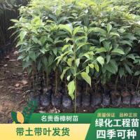 批发香樟木苗 小叶香樟防蚊虫香樟木苗 香樟树绿化苗木 20-30(1棵带土)