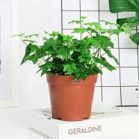 耐寒长藤吊兰四季常青植物常春藤卧室净化空气去甲醛好养花卉盆栽 120号常春藤1盆