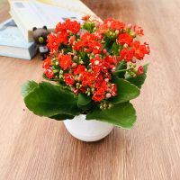 迷你重瓣长寿花盆栽四季开花室内阳台好养花卉长寿花苗带花苞小盆 红色一盆带花苞 不含盆