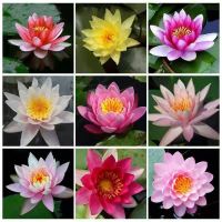 [带花苞]大睡莲花苗四季荷花盆栽根块水培植物鱼缸池塘水养花卉 [只带芽]混色大类 大睡莲2颗装+生根粉多菌灵肥料