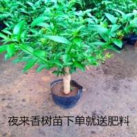 盆栽夜来香花树苗盆栽室内庭院阳台大绿植四季盆栽浓香型花卉 夜来香4年苗好养活 不含盆