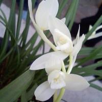 兰花 白花 莲瓣兰 浓香花大素心铭品白雪公主 白雪公主 1苗价格