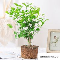 茉莉花盆栽老桩室内客厅阳台花四季常青芳香浓郁夏季开花驱蚊花草 小盆茉莉花(3年苗)不含盆