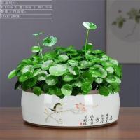 铜钱草盆景水培植物好养室内花草招财水养金钱草四季常青盆栽绿植 鸟语花香、铜钱草 带盆栽好