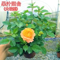 大花浓香型月季玫瑰苗盆栽淑女果汁阳台四季开花阳台庭院好养花 果汁买2送1-原盆原土发货