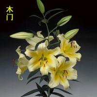 香水百合种球四季开花室内外花卉盆栽百合花好养易活精品特价清仓 木门 特惠1个球+生根粉