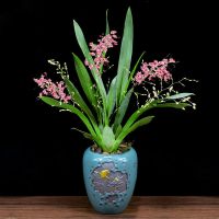 文心兰 梦香兰洋兰花盆栽花卉浓香花期长花期 奶香味 红色梦香 文心兰 2苗连体