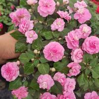 水梅花四季开花非洲重瓣凤仙花苗玻璃翠花卉盆栽【9月3日发完】 粉色【原盆原土】