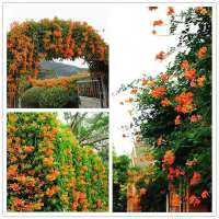 [当年开花]凌霄花苗盆栽爬藤爬墙老桩花卉耐寒攀爬庭院阳台绿化[8月31日发完] 火红色 1年小苗[一棵装]不包活