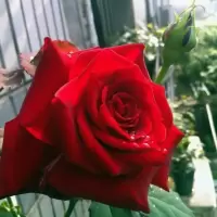 流星雨灌木月季花苗大花条纹香水盆栽庭院切花玫瑰四季开花带花苞 大花香水卡罗拉(带花苞) 小苗(不带花苞)