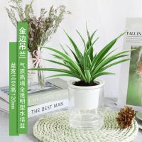 牡丹吊兰盆栽樱花吊兰花苗阳台垂吊花卉植物四季常青绿植净化空气 金边吊兰[透明水培盆]