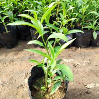 夜来香盆栽独杆夏季植物四季常青开花浓香型室内夜来香花苗树苗 特价3年苗带分枝 当年开花 带原土发货 送肥料