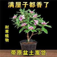 瑞香花植物 浓香型浓香型金边瑞香盆栽室内外盆栽秋冬花卉带香耐 金边瑞香小苗(送肥料) 原盆原土(培育盆)