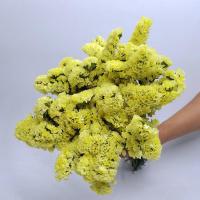 [送花篮]勿忘我满天星干花花束 真花客厅摆设装饰花束家居摆设 黄勿 10支(不送花篮)