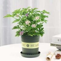 驱蚊草盆栽室内驱蚊驱虫植物阳台室内清香木绿植好养新鲜净化空气 驱蚊草一盆 不含盆送肥料