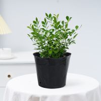 四季开花九里香大苗老桩驱蚊虫植物花卉盆栽室内客厅桌面七里香 九里香小苗明年开花[不含盆]