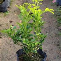 米兰花盆栽九里香夜来香盆栽花卉驱蚊植物室内阳台浓香四季开花[8月24日发完] 米兰花+[2年小苗] 4年苗高度30-40