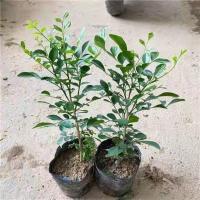 九里香带花苞驱蚊盆栽带花盆四季常青千里香阳台客厅浓香型好养活 三年苗明年开花