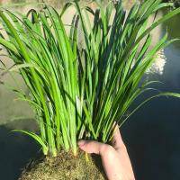 石菖蒲水培盆景草附龙根苗鱼缸生养龟挺水培草水养老桩盆栽绿植物 小窝10-15苗