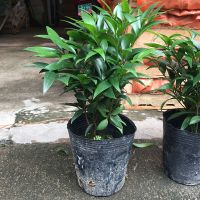 竹柏盆栽[清香驱蚊]室内绿植桌面防辐射植物平安竹四季常青好养 竹柏原土不含盆