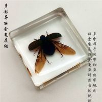 昆虫标本幼儿教学科普认知方形树脂标本通透幼教产品海洋生物动物 金龟子展翅