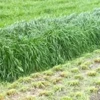 鱼塘水草种子小米草轮叶黑藻草鱼吃的水草小龙虾鱼蟹伊乐藻水花生 多年生黑麦草种子一斤