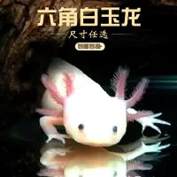 六角恐龙鱼水族淡水冷水观赏鱼小型宠物鱼活体小火龙锦鲤好养易活 5-8厘米白玉龙1条