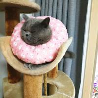 伊丽莎白圈可爱甜甜软圈宠物公母猫狗绝育防咬防舔防抓耻辱圈头套 粉兔子 xs 3斤以下