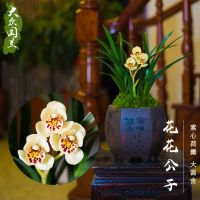 [好养浓香型兰花苗]矮种金边四季开花名贵绿植盆栽非兰花带花苞 大众卉[花花-公子] 1苗试养