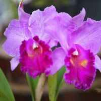 洋兰蝴蝶兰文心兰兜兰卡特兰石斛兰紫香兰梦香兰室内开花植物盆栽 卡特兰2-3苗花色随机(根不多)