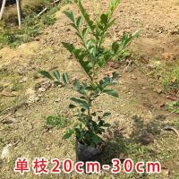 九里香盆栽带花绿植盆栽七里香九里香苗开花香气袭人驱蚊植物 热卖单枝20cm左右(1)颗全部带土