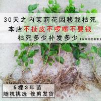 茉莉花盆栽 当年开花茉莉花苗室内阳台花卉植物盆栽绿植 5棵 送教程修剪发货[不带花不带盆]