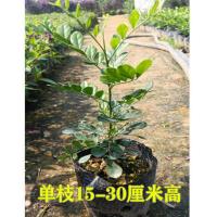 九里香盆栽带花绿植盆栽清香怡人九里香苗开花香气袭人驱蚊植物 单枝15-30厘米高1颗