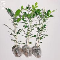 九里香盆栽 九里香苗 九里香 七里香 当年开花 带叶带土 九里香(单枝)1棵 高15-20厘米