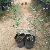 九里香盆栽带花绿植开花植物室内外常绿花卉七里香苗九里香苗 单枝20cm-30cm(1)颗
