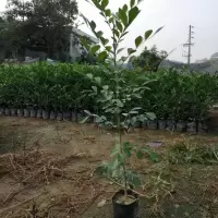 九里香树苗盆栽盆景树苗四季常青驱蚊植物花卉盆栽室内带原土发货 九里香15-20CM 其他