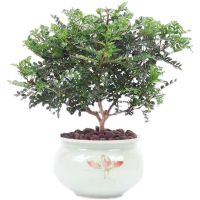 正宗清香胡椒木盆栽防驱蚊草植物好养室内花卉绿植九里香树苗盆景 三年苗高22厘米左右