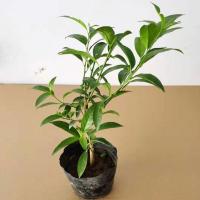 夜来香盆栽驱蚊植物净化空气浓香型树苗九里香花卉阳台庭院老桩 两年苗[送生根粉] 原土球发货