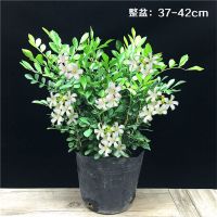 九里香树盆栽带花驱蚊虫植物花卉绿植室内吸甲醛四季开花办公室 九里香三年苗(带土球无花盆)当年开花 带盆栽好