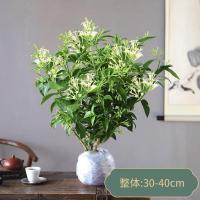 夜来香花树苗浓香型花卉室内九里香盆栽庭院驱蚊植物老桩四季开花 5年夜来香(原土发货)1棵