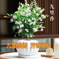 九里香盆栽千里香七里香浓香型阳台庭院花苗四季开花驱蚊绿植 小苗精致小巧(原盆原土 盆是培育盆