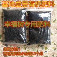 提根绿宝幸福树盆栽室内桌面植物盆景老桩熟桩四季常青吸甲醛好养 绿宝幸福树专用肥料 带盆栽好