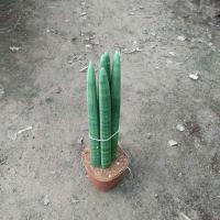 棒叶虎尾兰盆栽大金边虎皮兰绿植佛前香白玉虎皮室内小植物吸甲醛 棒叶虎尾兰30-35cm(1颗) 不含盆