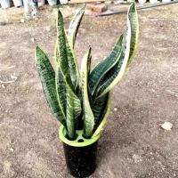 大棚清棚特价佛前香棒叶虎皮兰盆栽室内植物绿植办公室防辐射好养 三颗 金边虎皮兰高20-30厘米