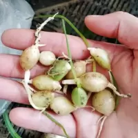 [虎眼万年青]旱三七多肉植物室内盆栽吸甲醛防辐射释放氧气好养 小球5粒(买5份送1份)