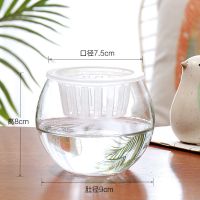 玻璃圆球花盆水培绿萝植物透明大号玻璃花瓶桌面水养鱼缸器皿容器 10圆球 送定植篮