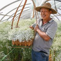 云南大束满天星干花花束地摊零售批发家居客厅摆设装饰农基地直发 白色 满天星 半斤(半干)12支左右60公分长