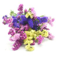 云南勿忘我鲜花满天星干花花束大束真花批发论斤散家居装饰品摆件 勿忘我随机色 一束不含瓶