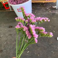 满天星干花花束客厅装饰摆件真花鲜花云南直发批发生日礼物女送人 30cm10支体验装 勿忘我随机色